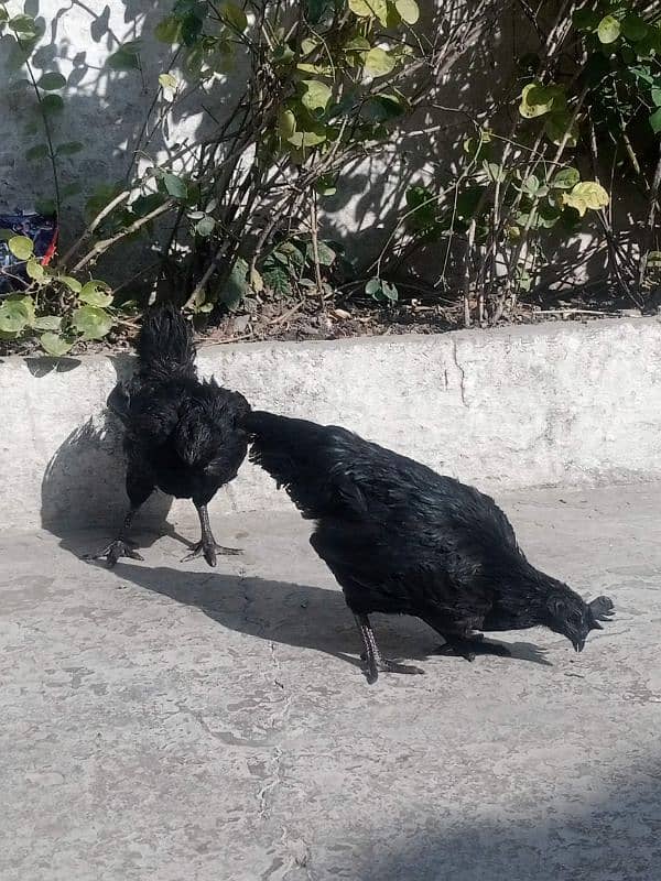 ayam cemani 5