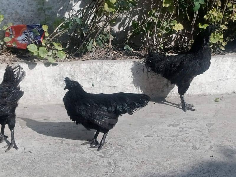 ayam cemani 6