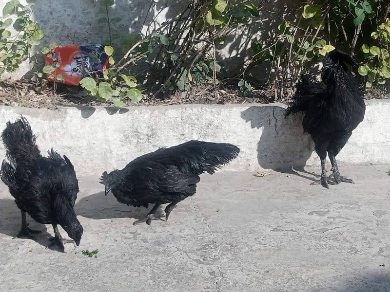 ayam cemani 7