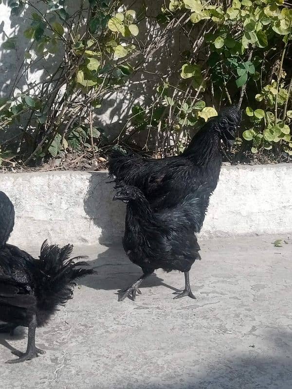 ayam cemani 9