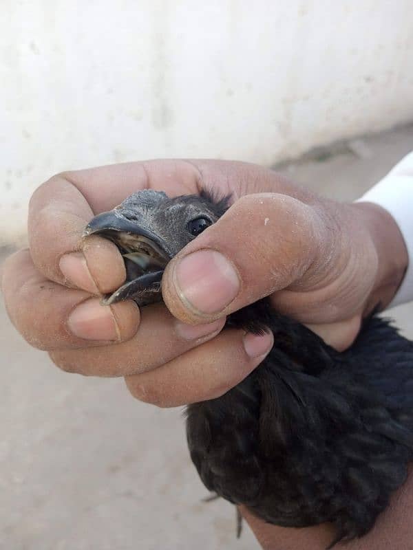 ayam cemani 15