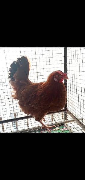 egg laying desi and ganji aseel 0