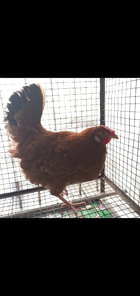 egg laying desi and ganji aseel 1