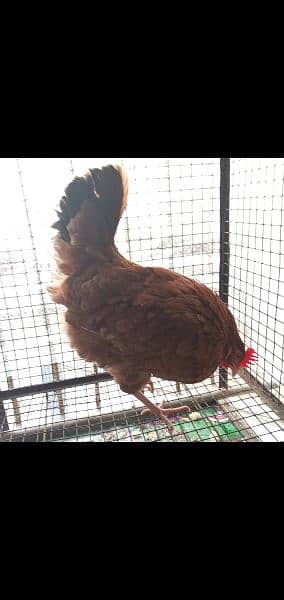 egg laying desi and ganji aseel 3