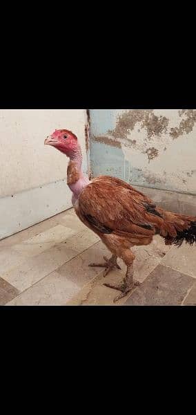 egg laying desi and ganji aseel 7