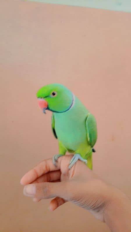 raw  Parrot 0