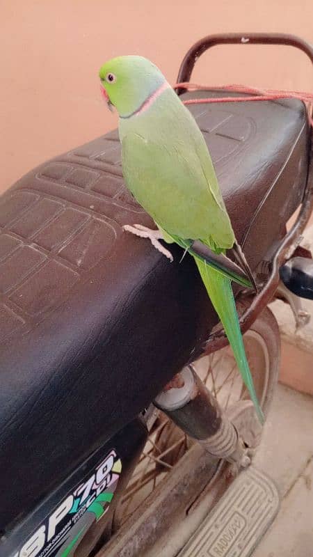 raw  Parrot 1