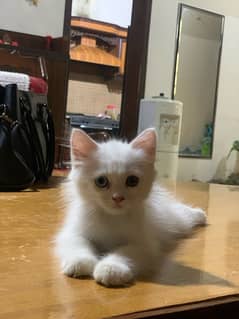 white cat odd eyes (blue and gry) 3 months age