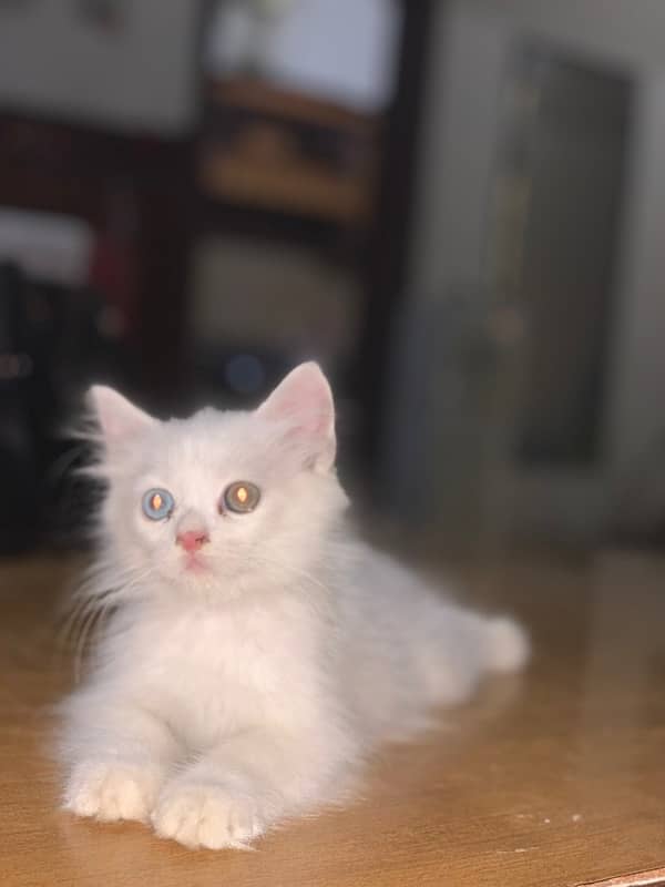 white cat odd eyes (blue and gry) 3 months age 1