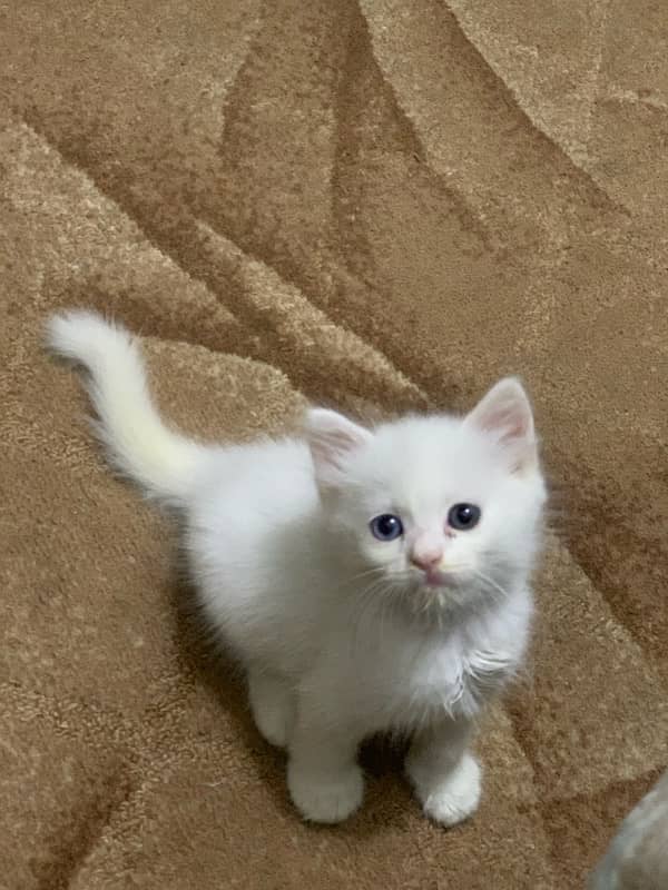 white cat odd eyes (blue and gry) 3 months age 2