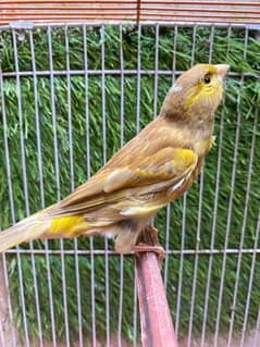 Canary singing brids new stock available no disturb singing male avbl