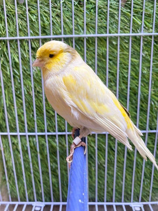 Canary singing brids new stock available no disturb singing male avbl 1