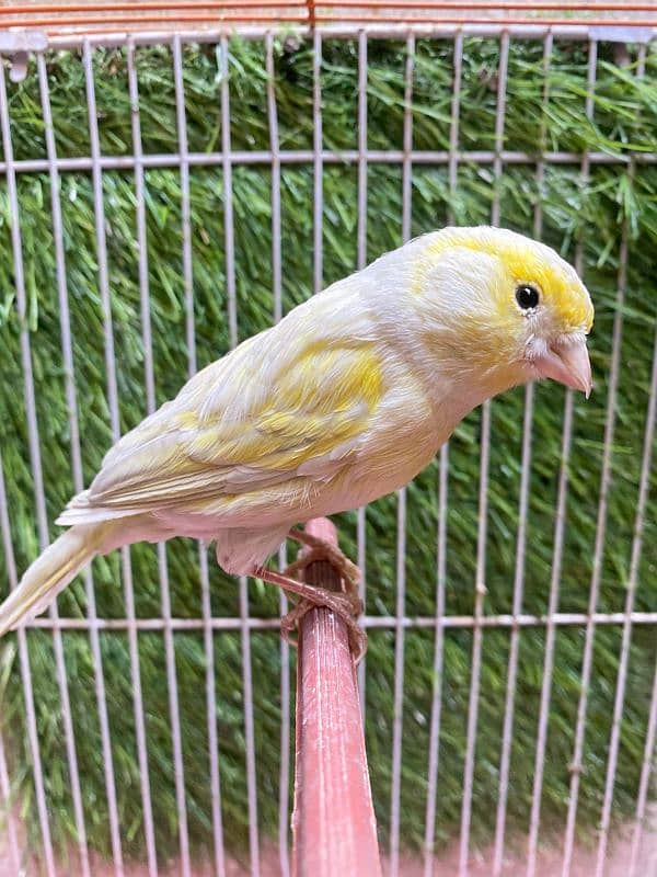 Canary singing brids new stock available no disturb singing male avbl 2