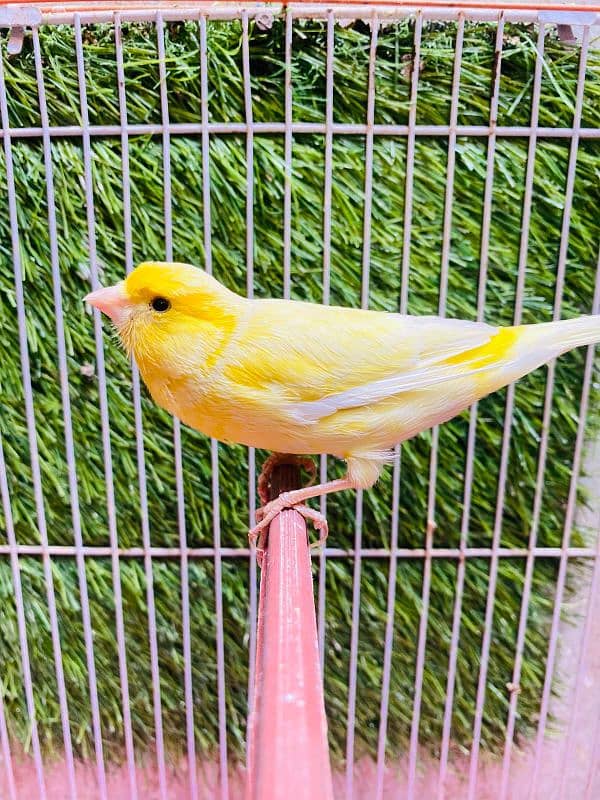 Canary singing brids new stock available no disturb singing male avbl 4