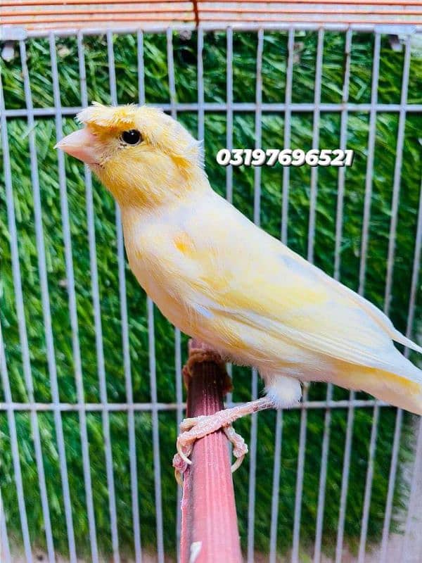 Canary singing brids new stock available no disturb singing male avbl 6