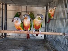 Red factor conure parrots/birds