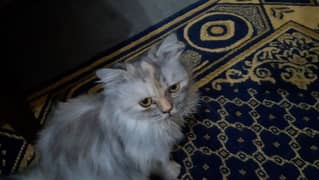 Persian cat