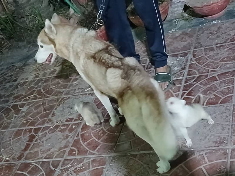 Siberian Husky Puppy Short Hair for Sale | Lahore 4