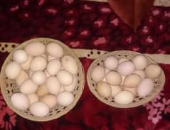 fertile eggs for sale