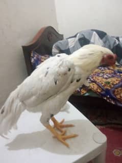 White Beautiful  only one Cock for sale