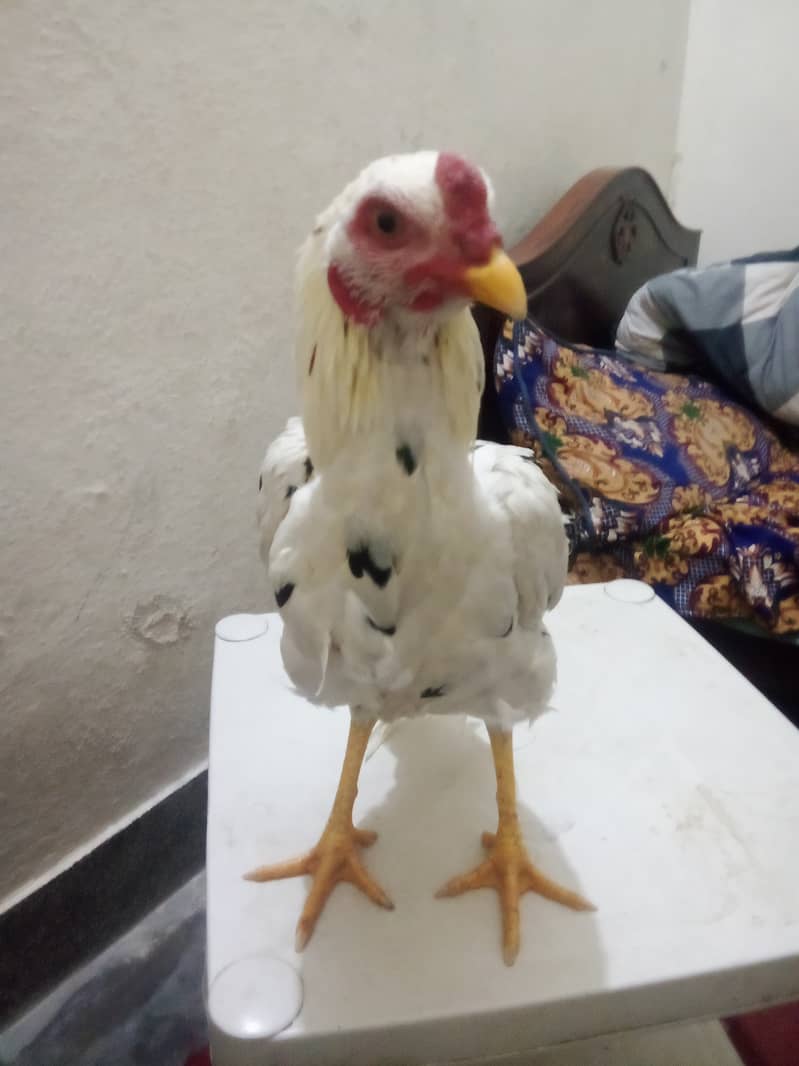 White Beautiful  only one Cock for sale 1