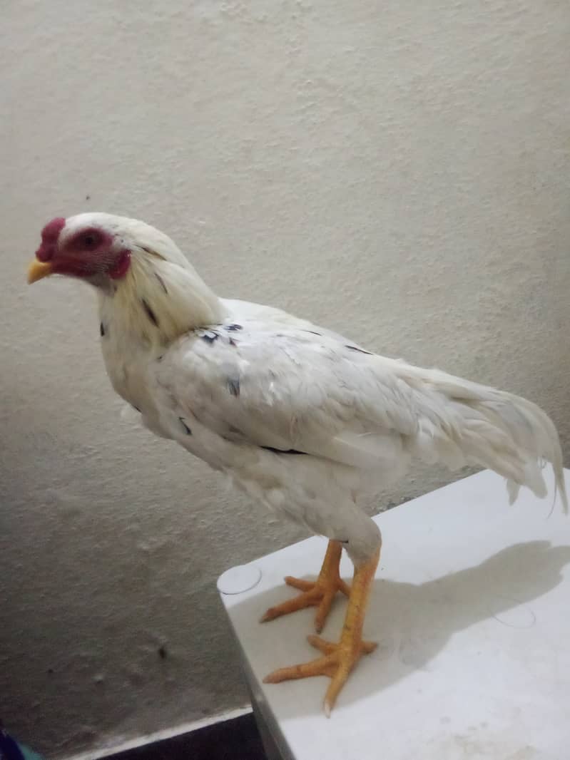 White Beautiful  only one Cock for sale 2