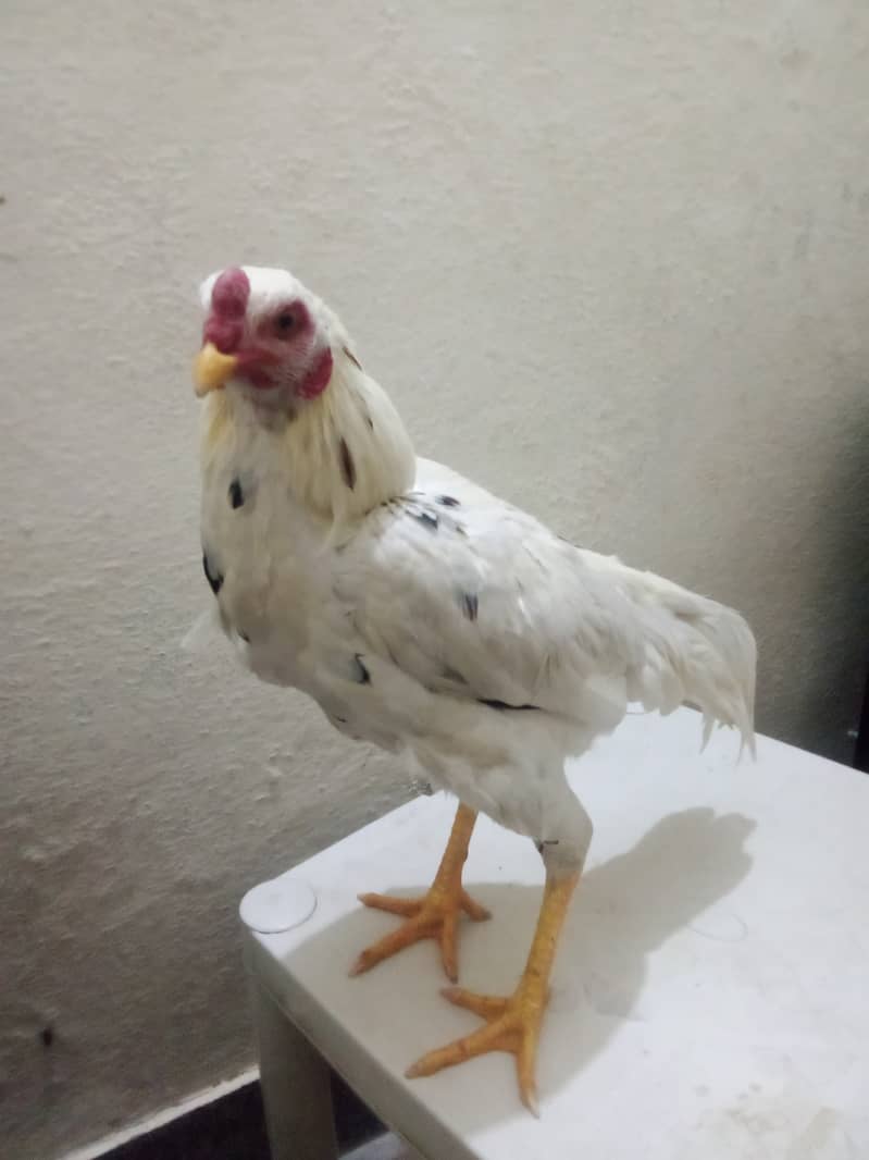 White Beautiful  only one Cock for sale 3