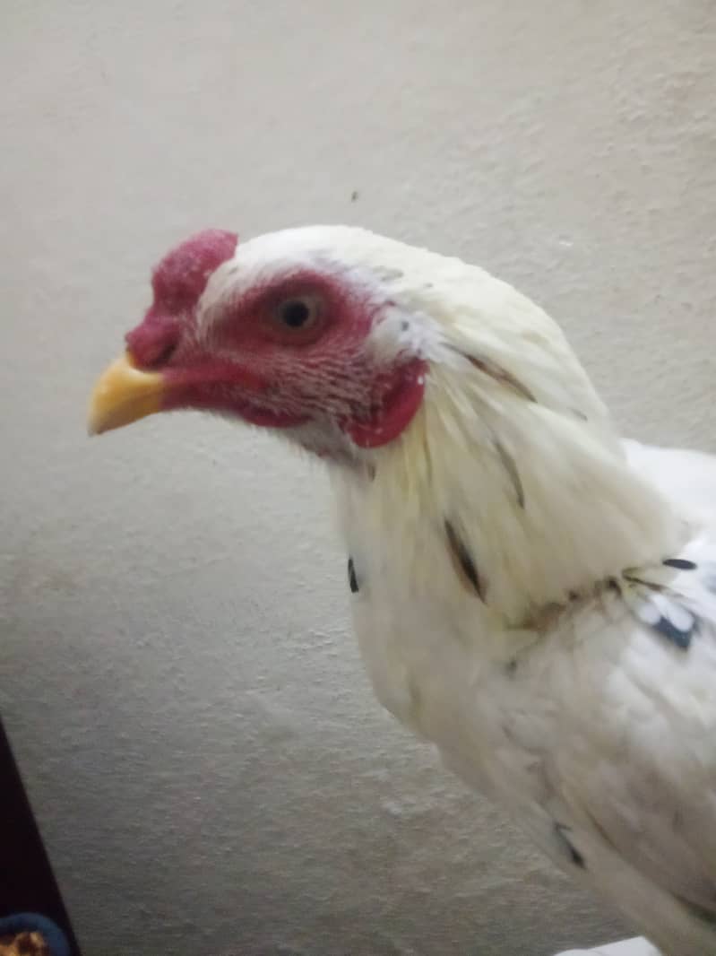 White Beautiful  only one Cock for sale 4