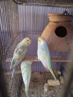 Budgies Rainbow