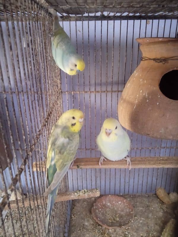 Budgies Rainbow 1