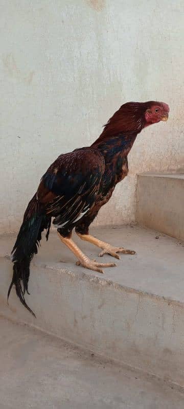 Indian Parrot Beak Long Tail Aseel 2