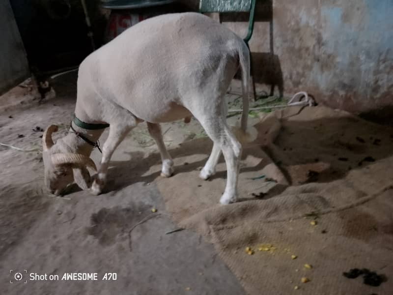 long tail sheep 3