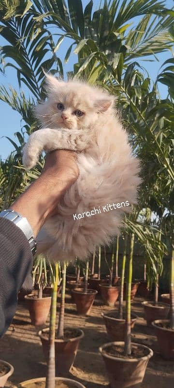 Persian kitten 7