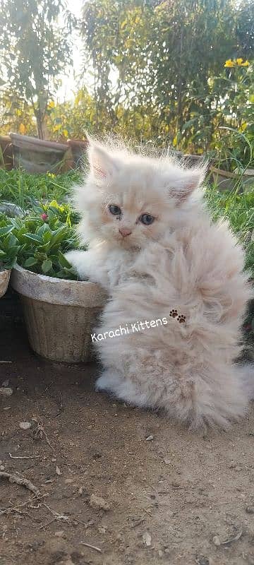 Persian kitten 9