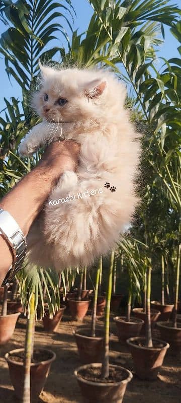 Persian kitten 10