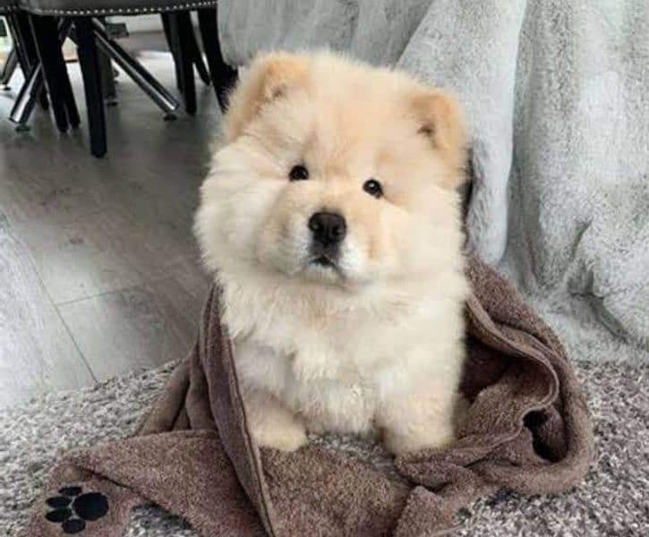 chow chow puppy 03367222746 0