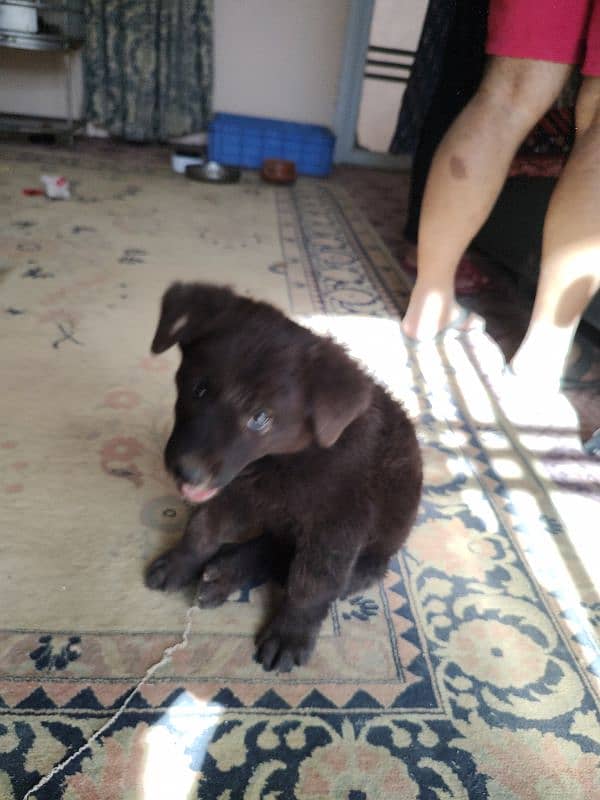 Belgian shepherd puppy for sale 1