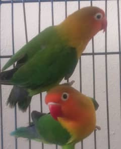 Green Fischer Love Bird Pair white eye