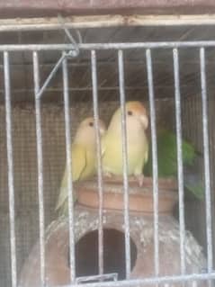 color love birds