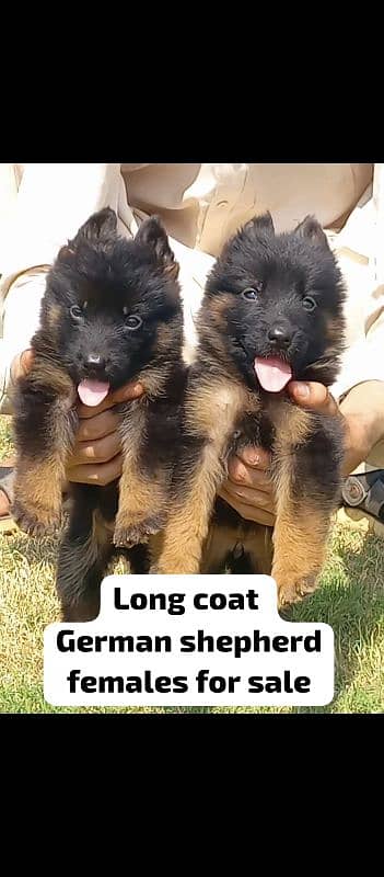 German Shepherd puppy  03367222746 0