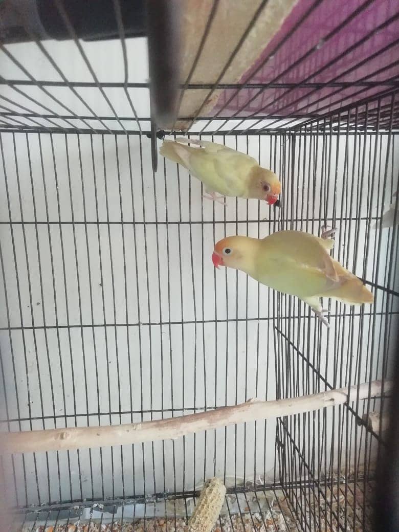 albino cremino decino and cage 0