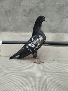 orignal breed pigoens baby available