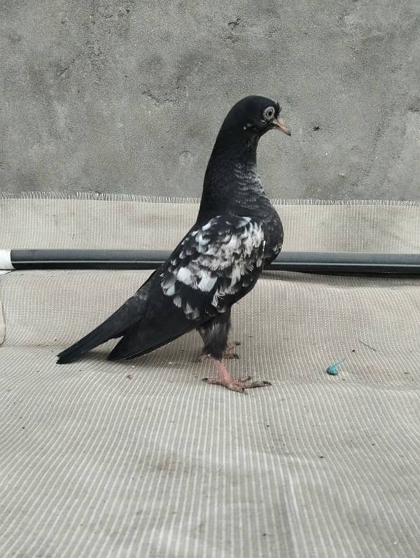 orignal breed pigoens baby available 0