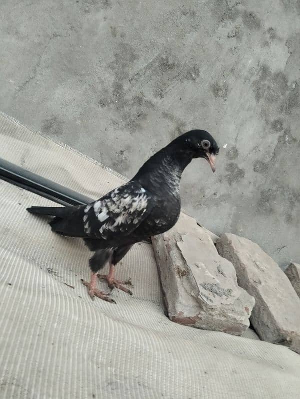 orignal breed pigoens baby available 1