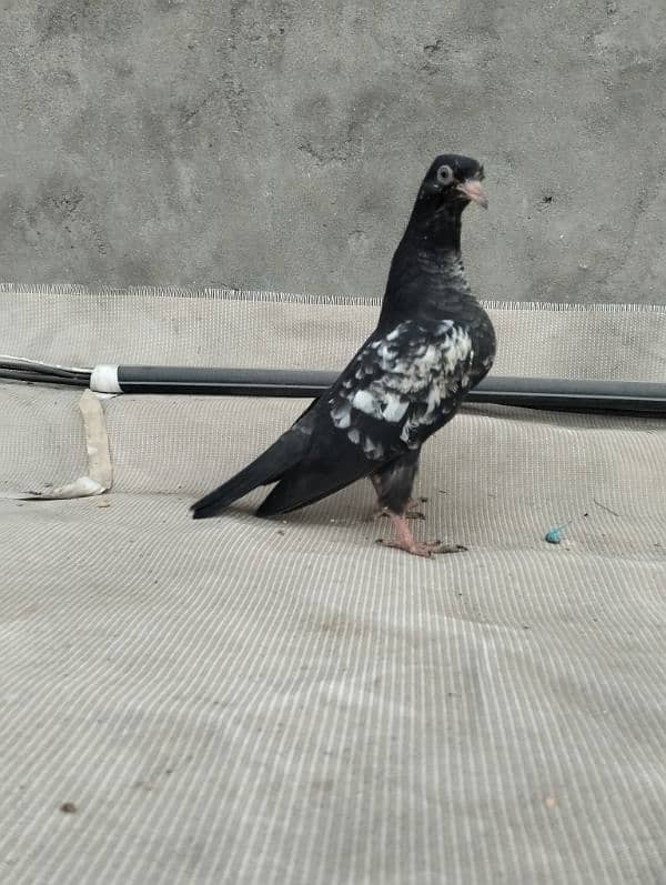 orignal breed pigoens baby available 2