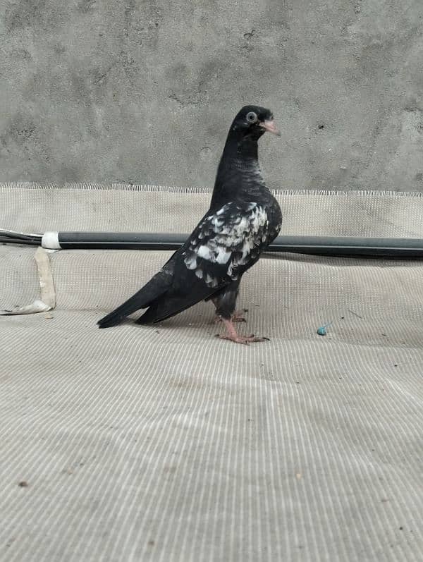 orignal breed pigoens baby available 3