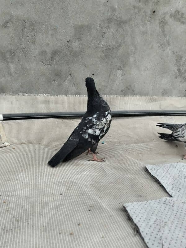 orignal breed pigoens baby available 4