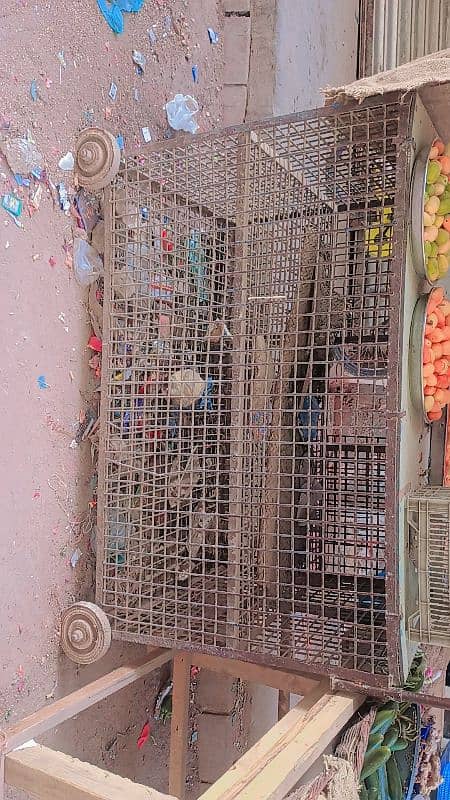 Chicken Cage For Business 1