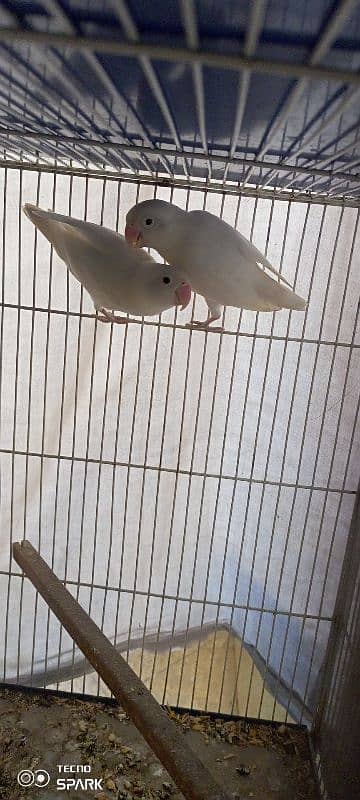 Sale Albino black eye pair 0