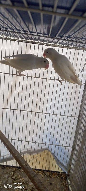 Sale Albino black eye pair 1